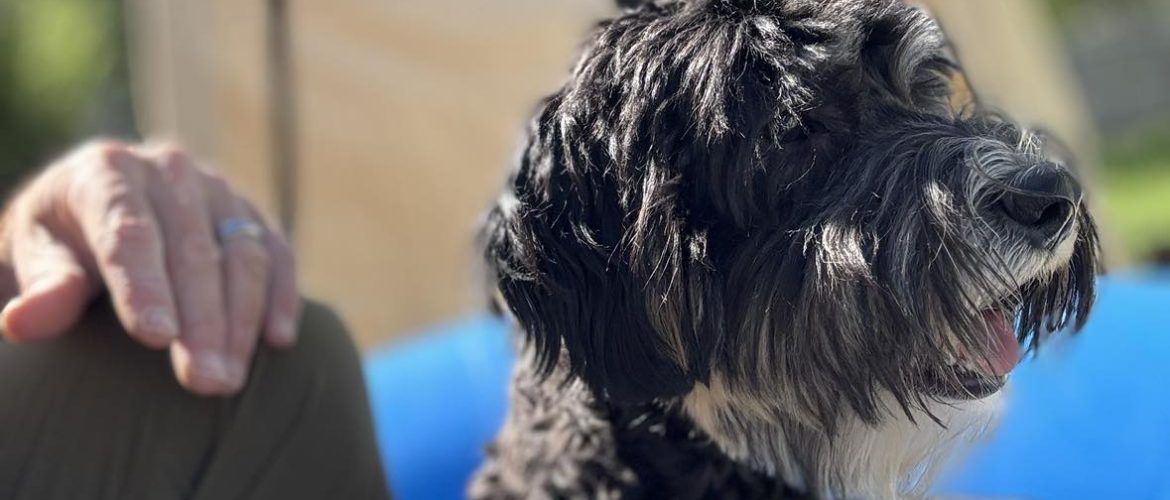 Jade the sheepadoodle waiting to go rafting on the North Umpqua River near crater lake in Oregon